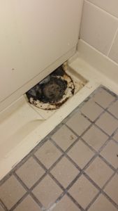 汚れた状態の浴室の排水口