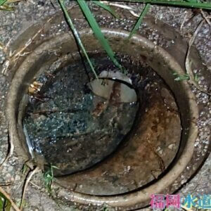トイレが詰まった！｜汚物がつまった汚水桝を高圧洗浄し解決【福岡県大牟田市の事例】